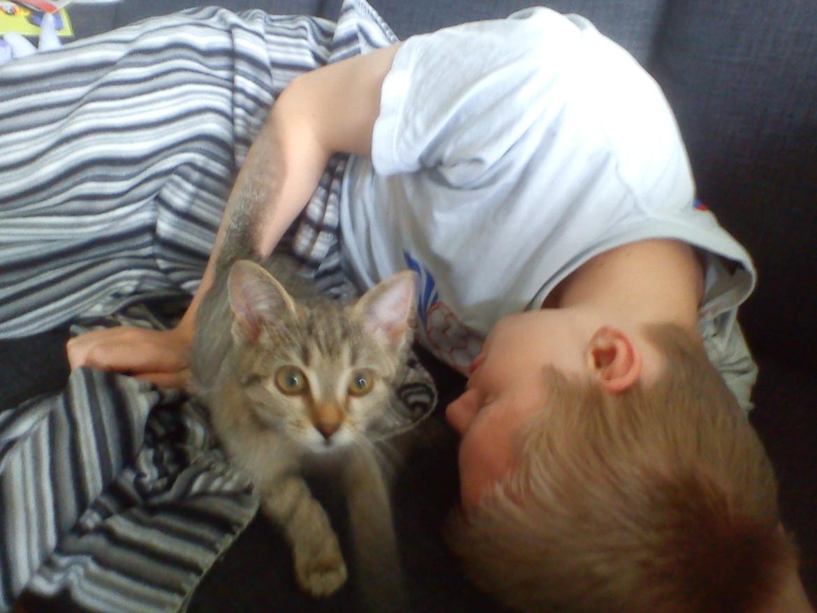 Huskat Tiger mis :) - Lille bitte misse kat! :) billede 2