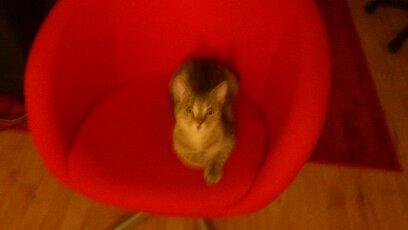 Huskat Tiger mis :) - Dronningen ;) billede 9