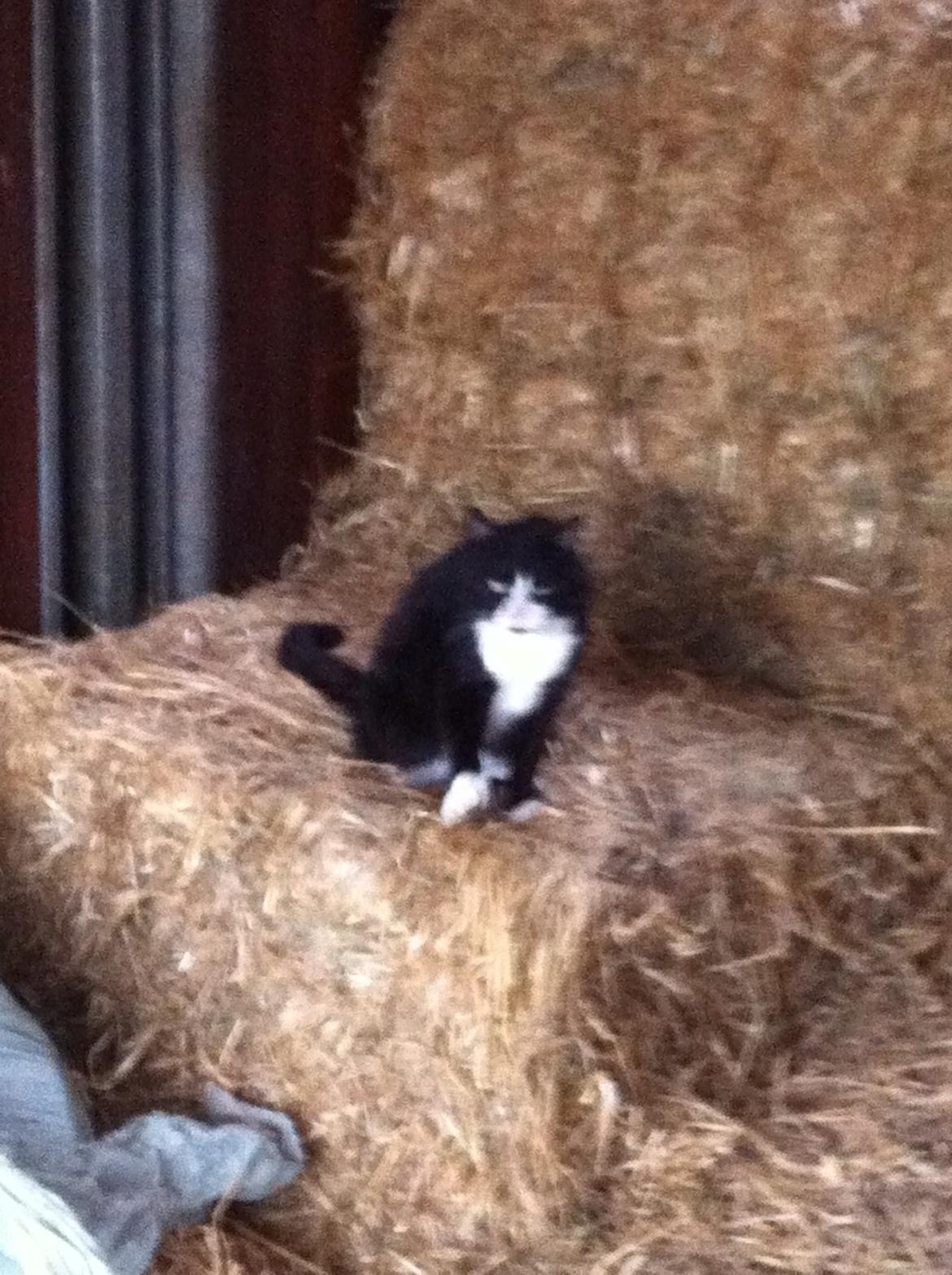 Blanding af racer Tarzan  billede 11