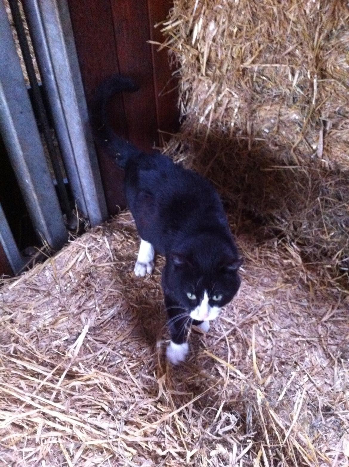 Blanding af racer Tarzan  billede 12