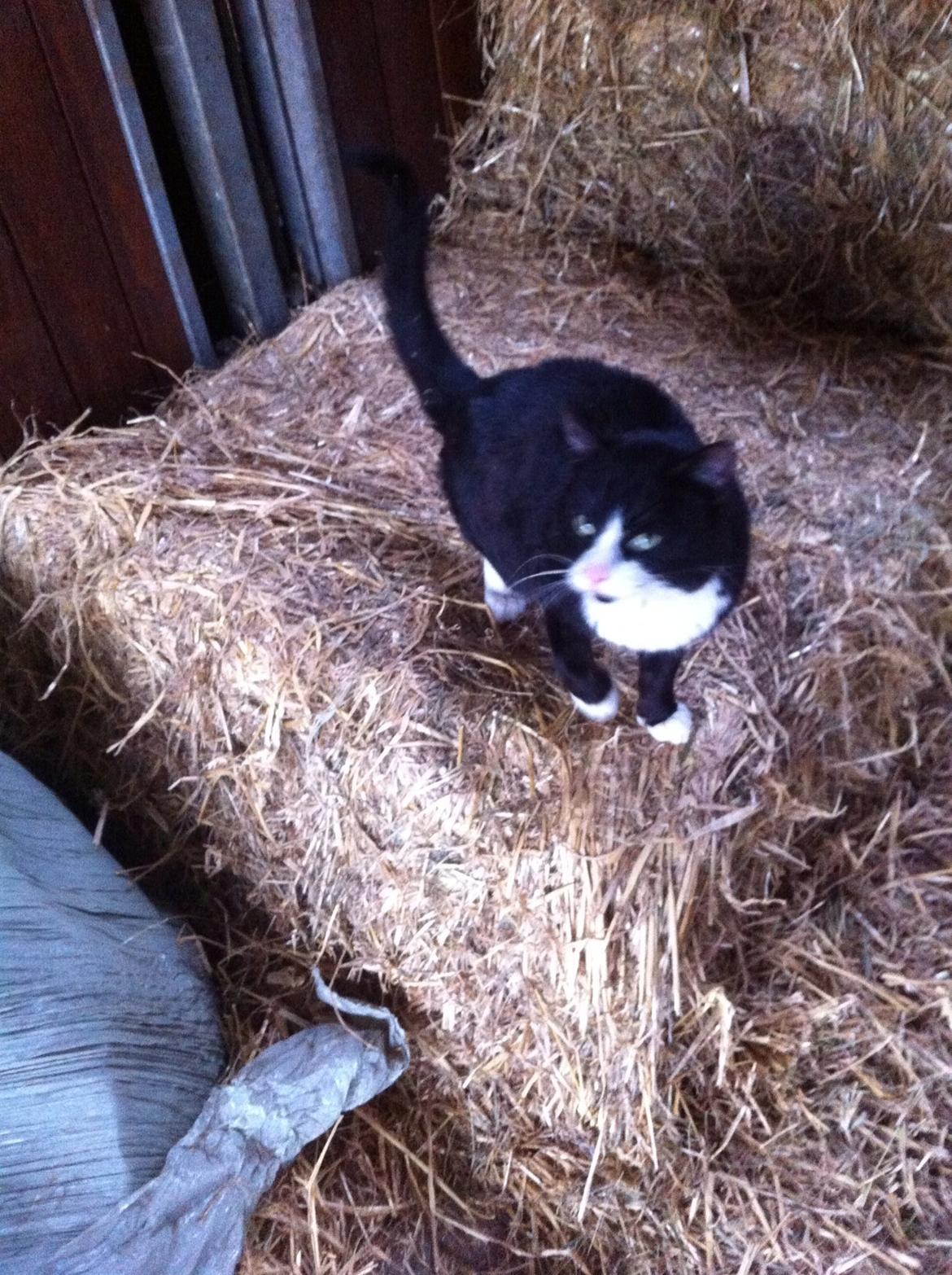 Blanding af racer Tarzan  billede 13