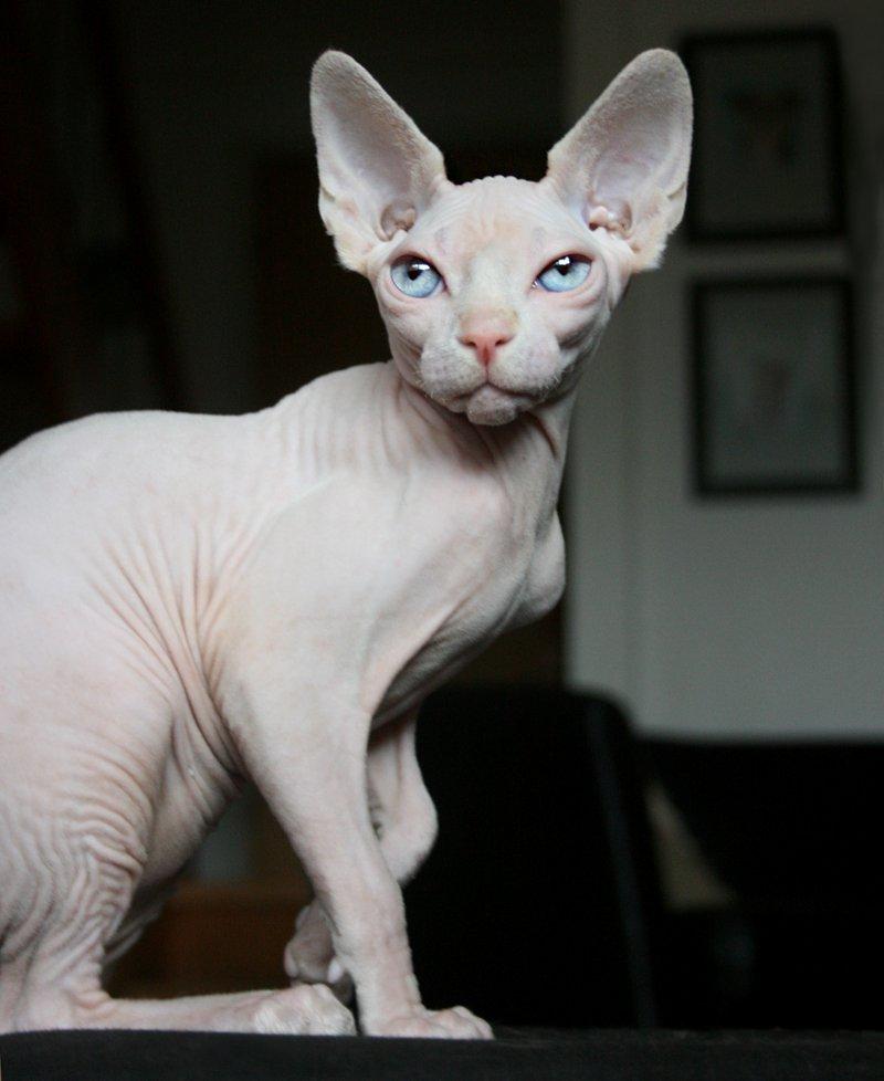 Sphynx Magnus Anat Her*PL - "Gustav" - *13/4-13* billede 27