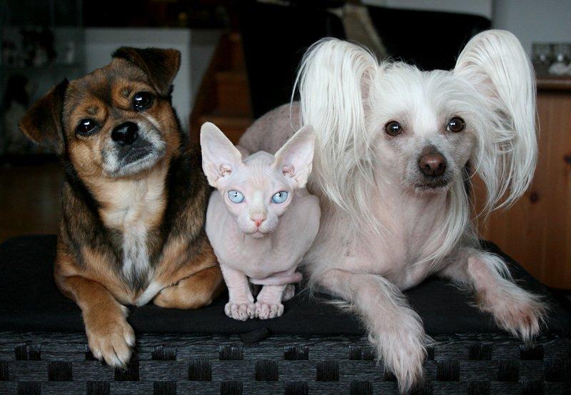 Sphynx Magnus Anat Her*PL - "Gustav" - Gustav, Lilly og Silas 
*13/4-13* billede 30