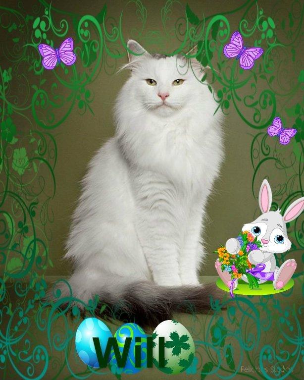 Norsk Skovkat Will Schmitt billede 1