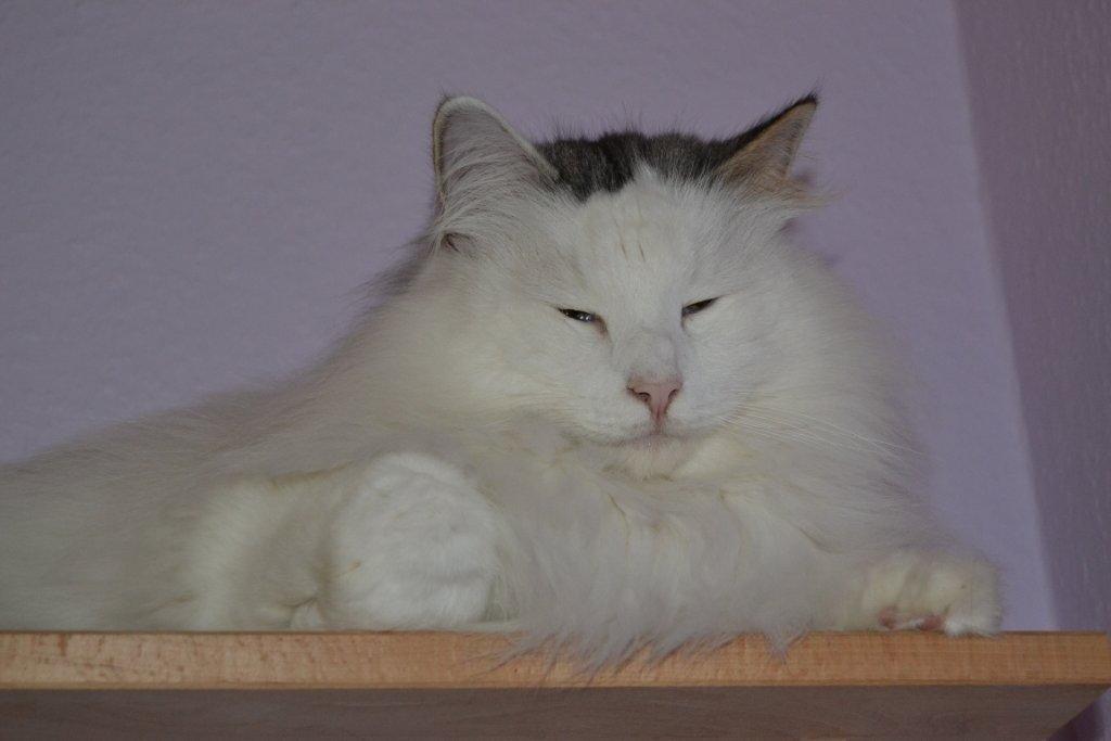 Norsk Skovkat Will Schmitt billede 3