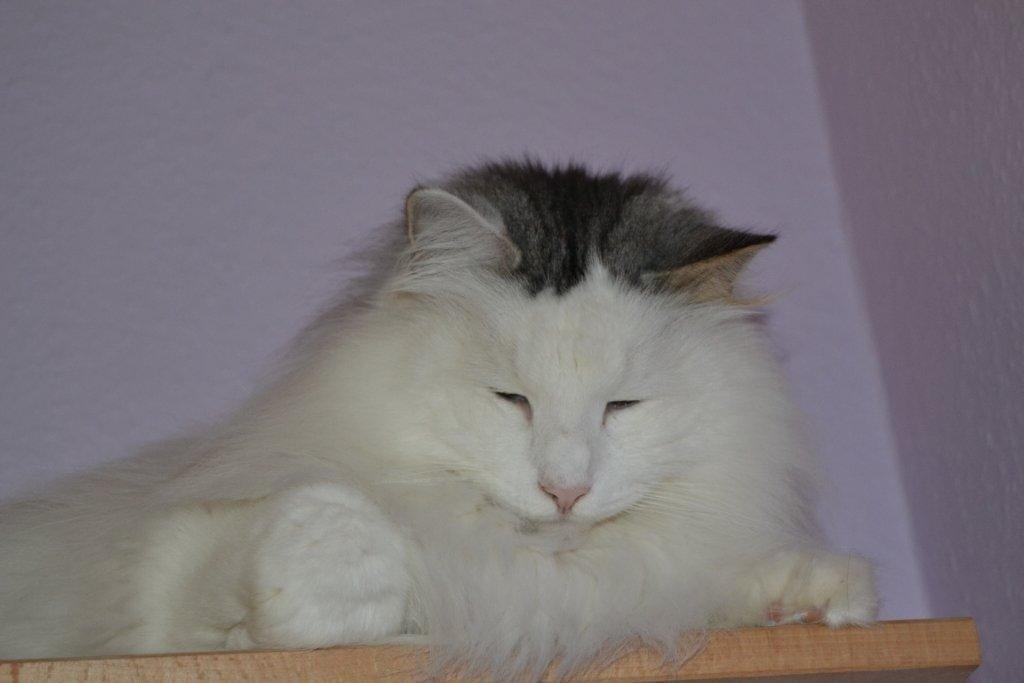 Norsk Skovkat Will Schmitt billede 4