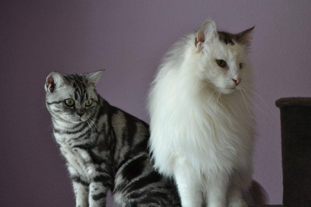 Norsk Skovkat Will Schmitt billede 5