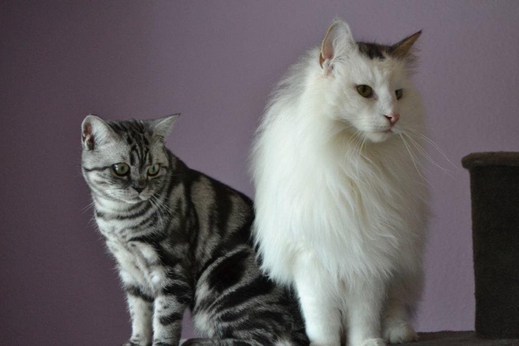 Norsk Skovkat Will Schmitt billede 6