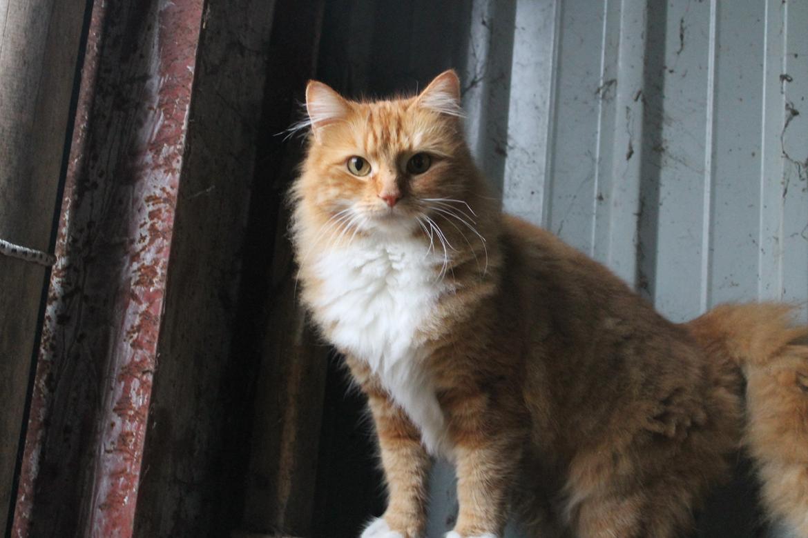 Norsk Skovkat Bakkegaardens Ginger - Ginger i laden :) billede 2