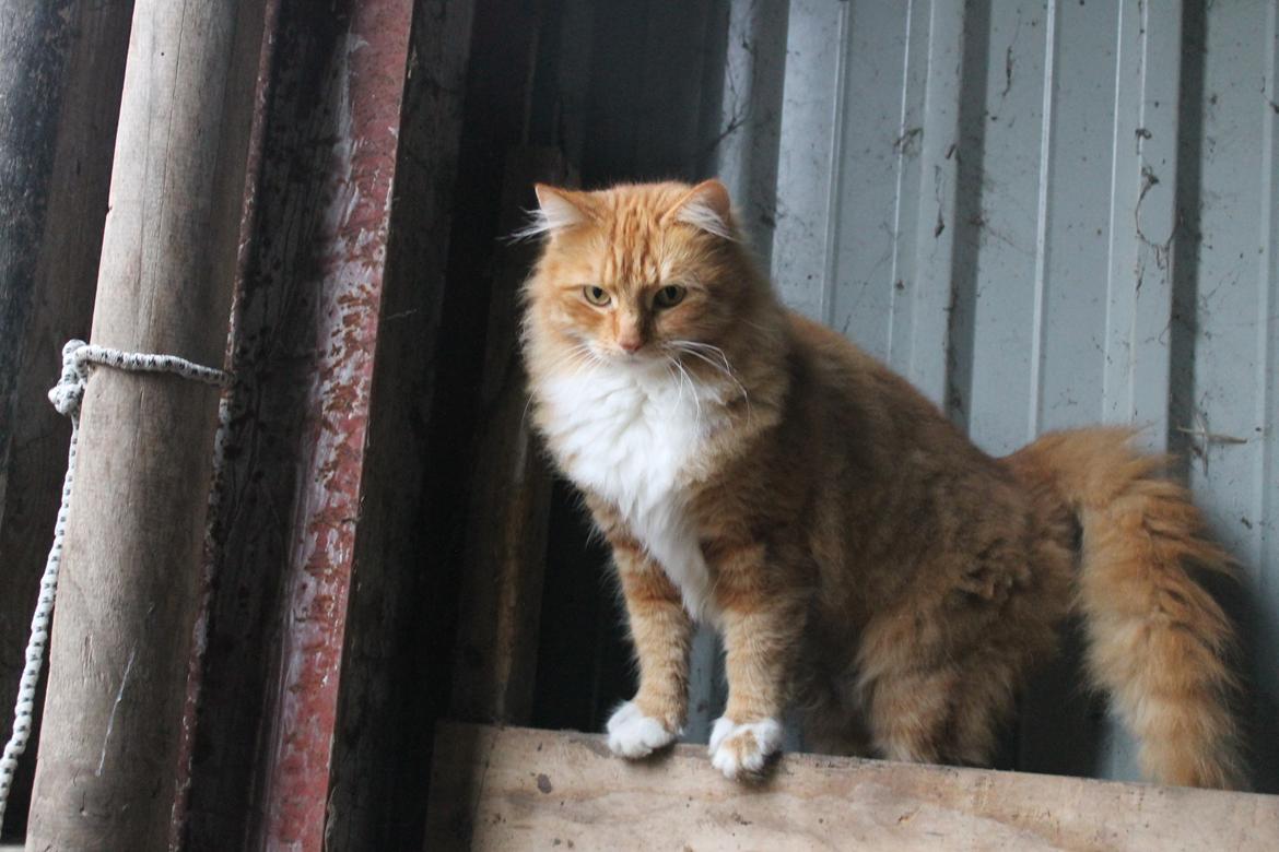 Norsk Skovkat Bakkegaardens Ginger billede 12
