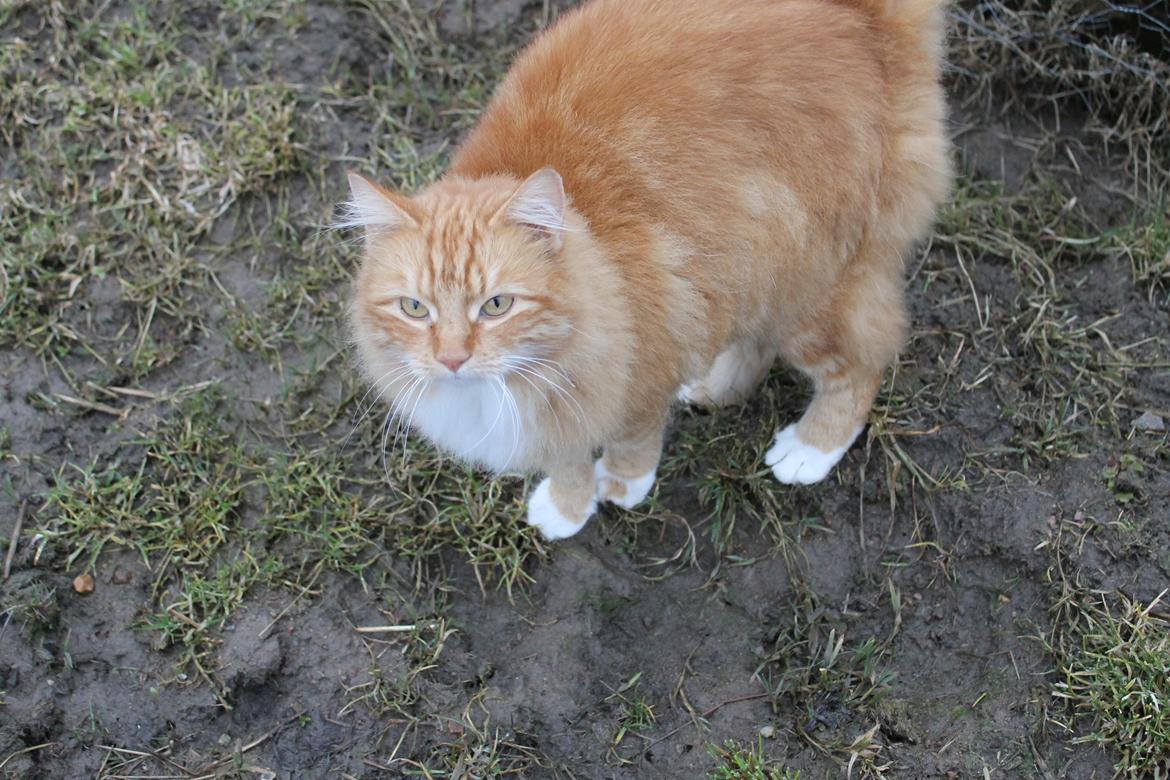 Norsk Skovkat Bakkegaardens Ginger billede 15