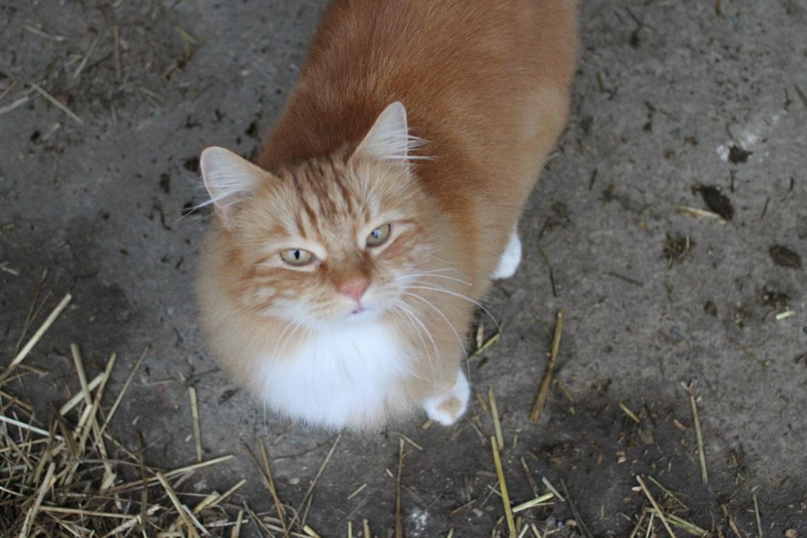 Norsk Skovkat Bakkegaardens Ginger billede 4