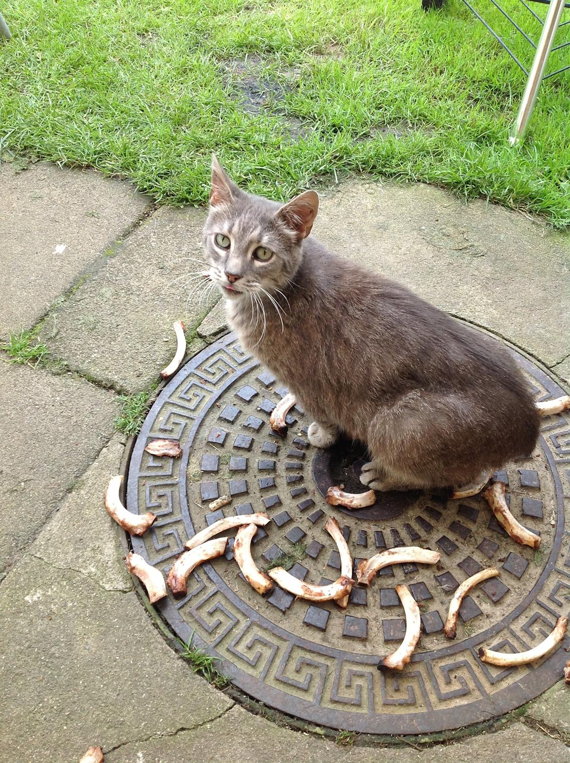 Huskat Fjumse billede 1