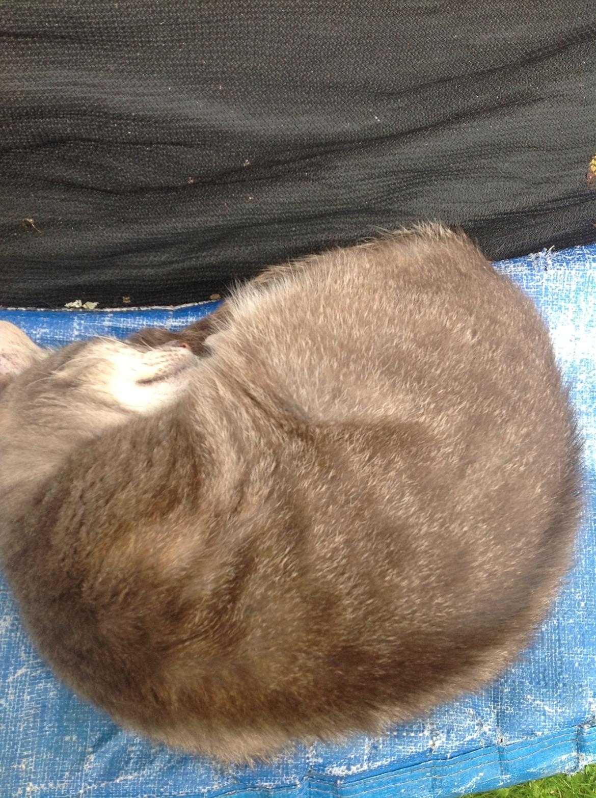 Huskat Fjumse billede 3