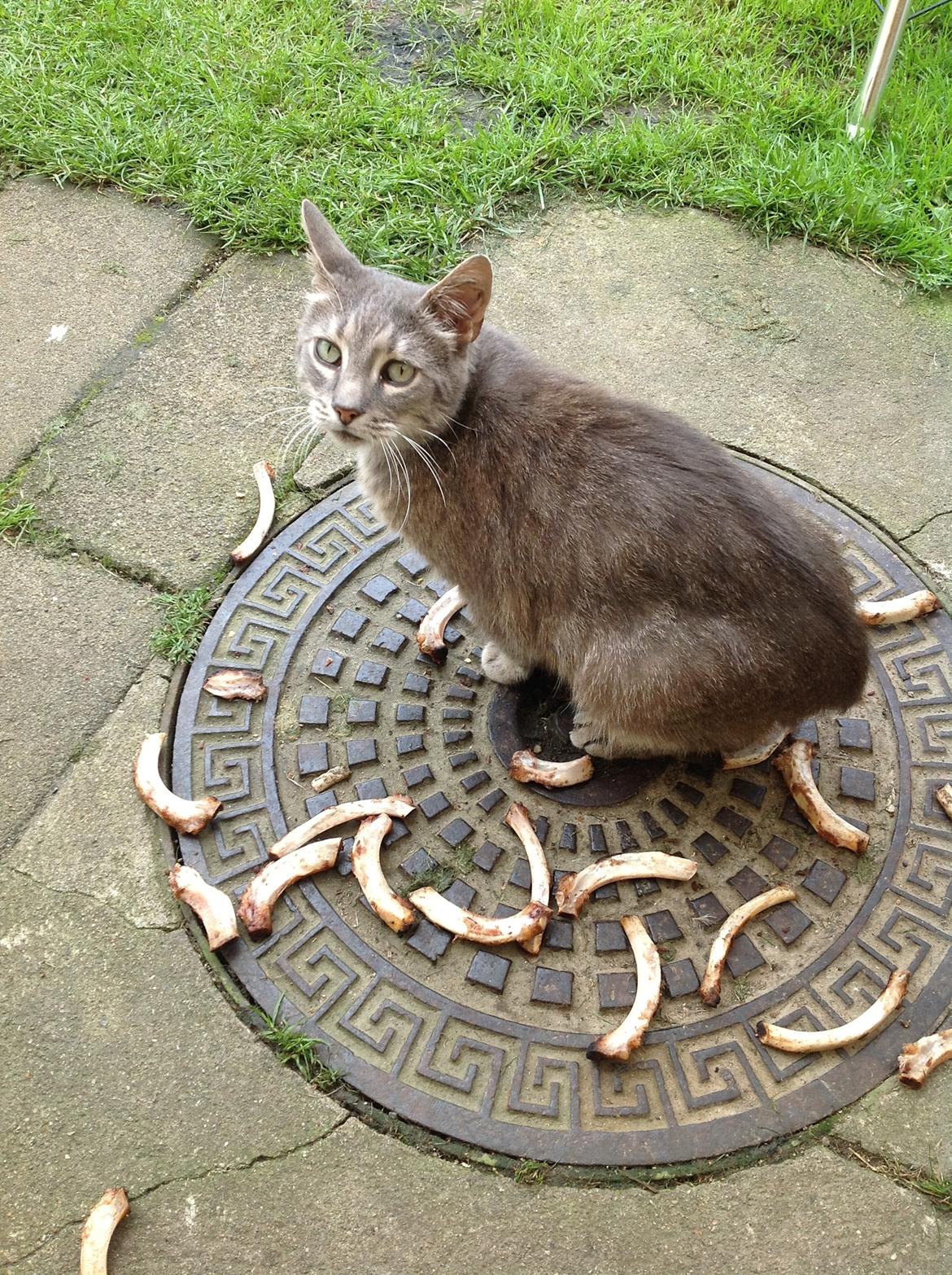 Huskat Fjumse billede 4