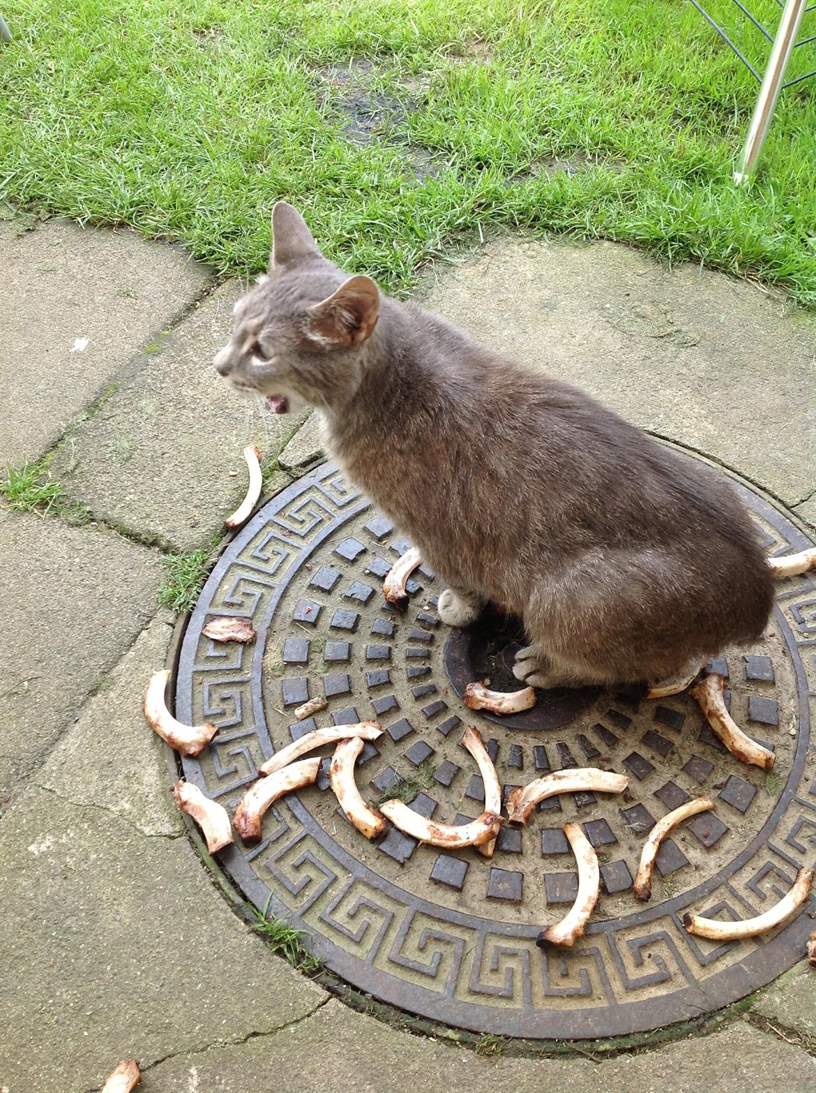 Huskat Fjumse billede 5