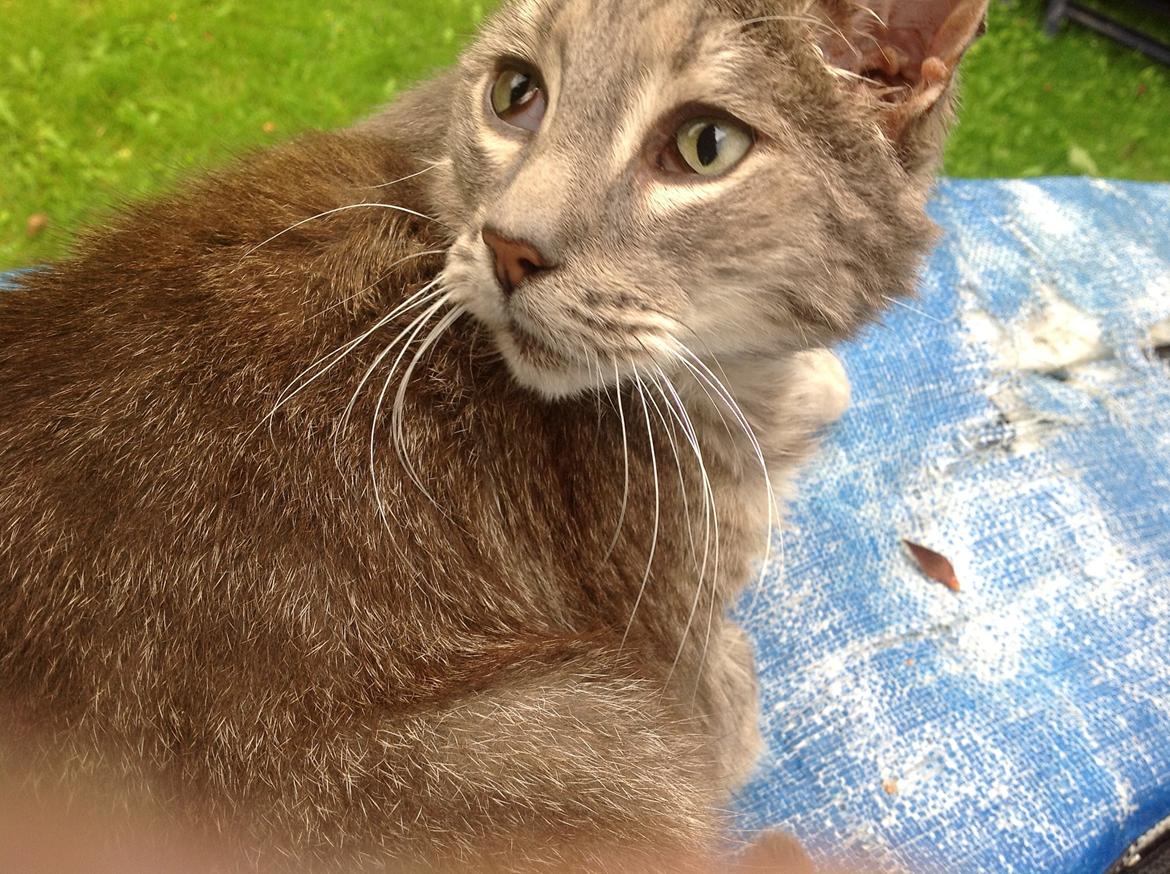 Huskat Fjumse billede 6