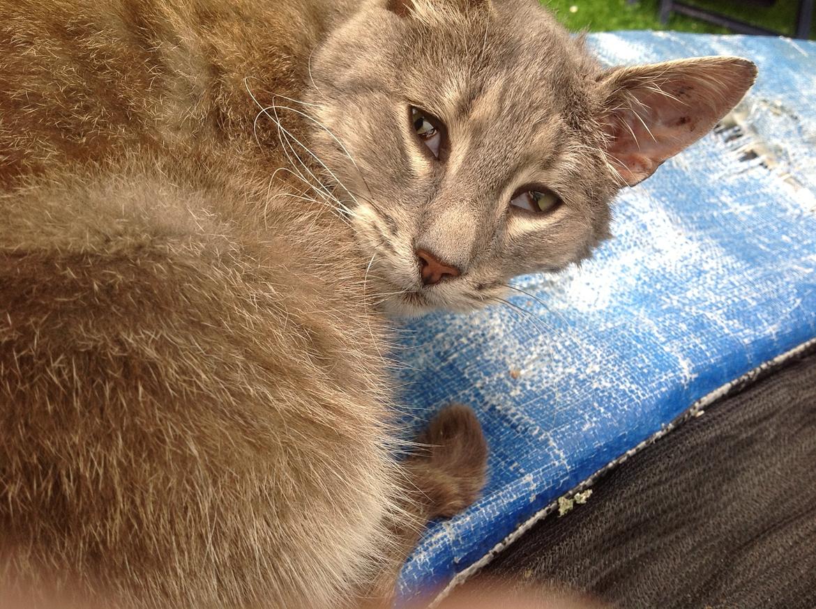 Huskat Fjumse billede 7