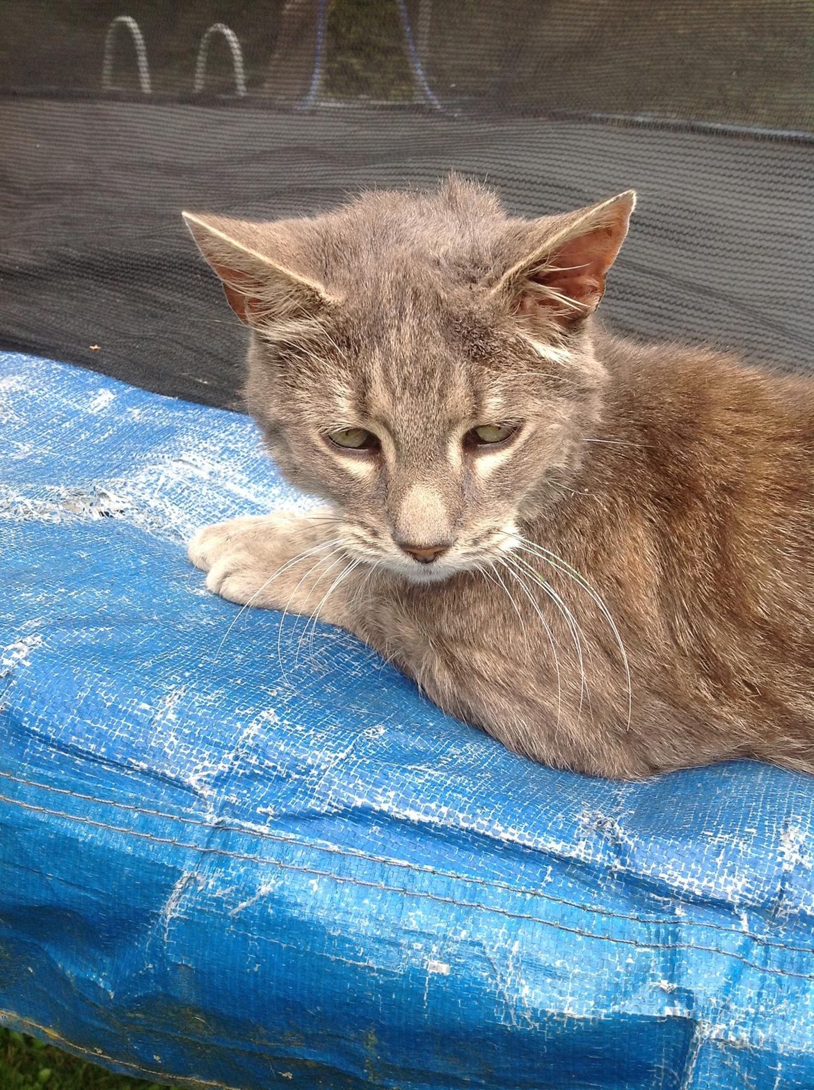 Huskat Fjumse billede 8