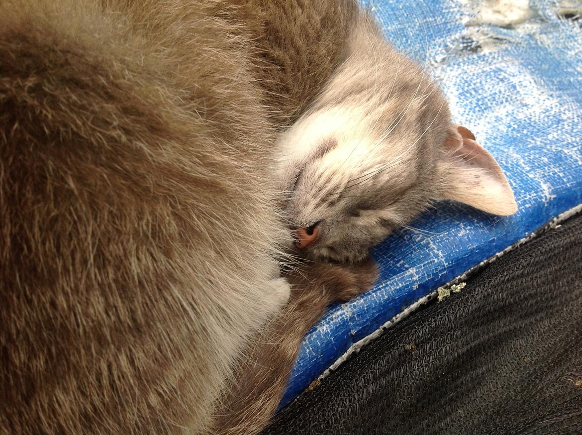 Huskat Fjumse billede 9