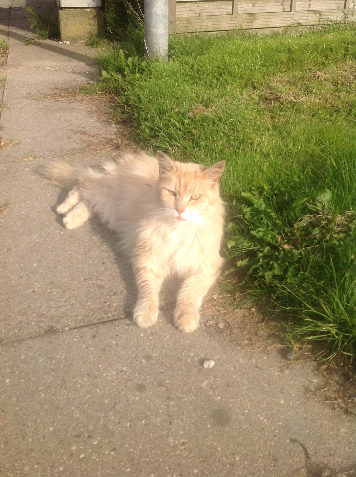 Maine Coon Amonti Lado billede 2