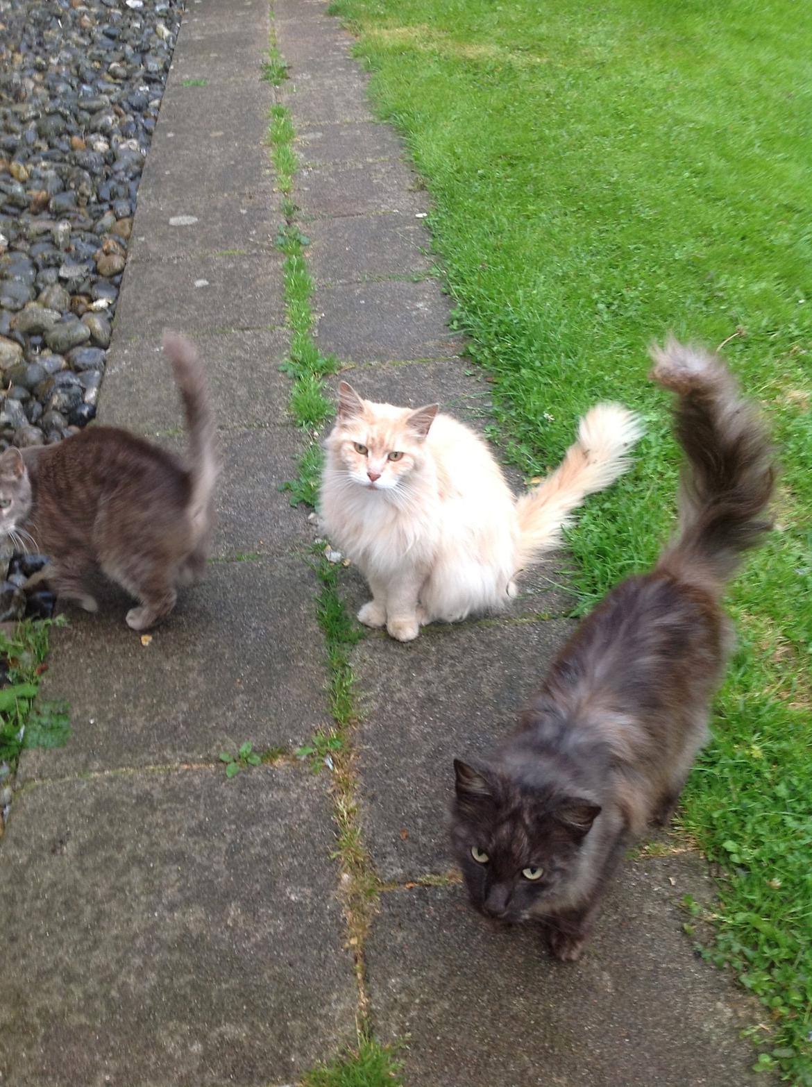 Maine Coon Amonti Lado billede 3