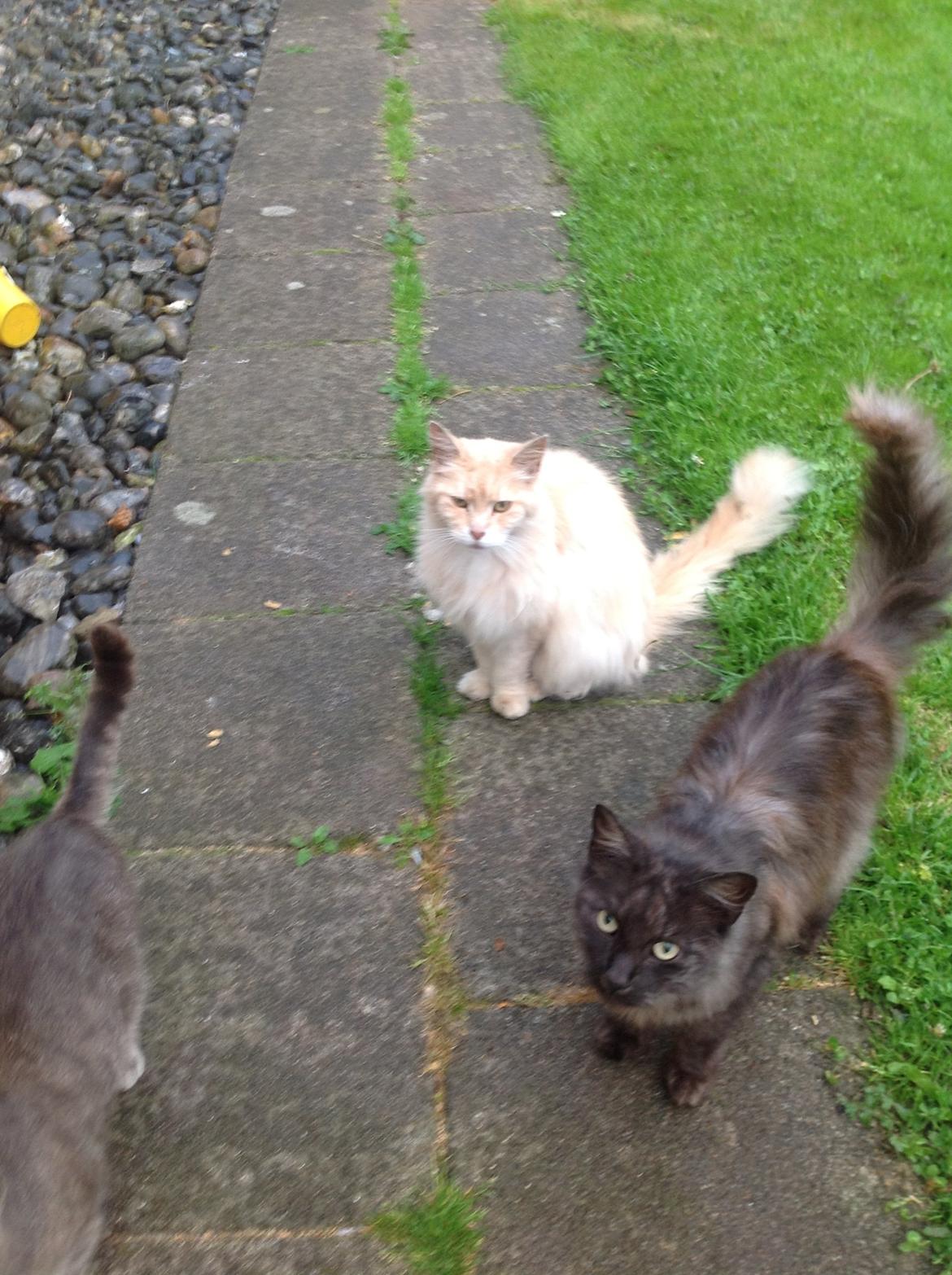 Maine Coon Amonti Lado billede 4