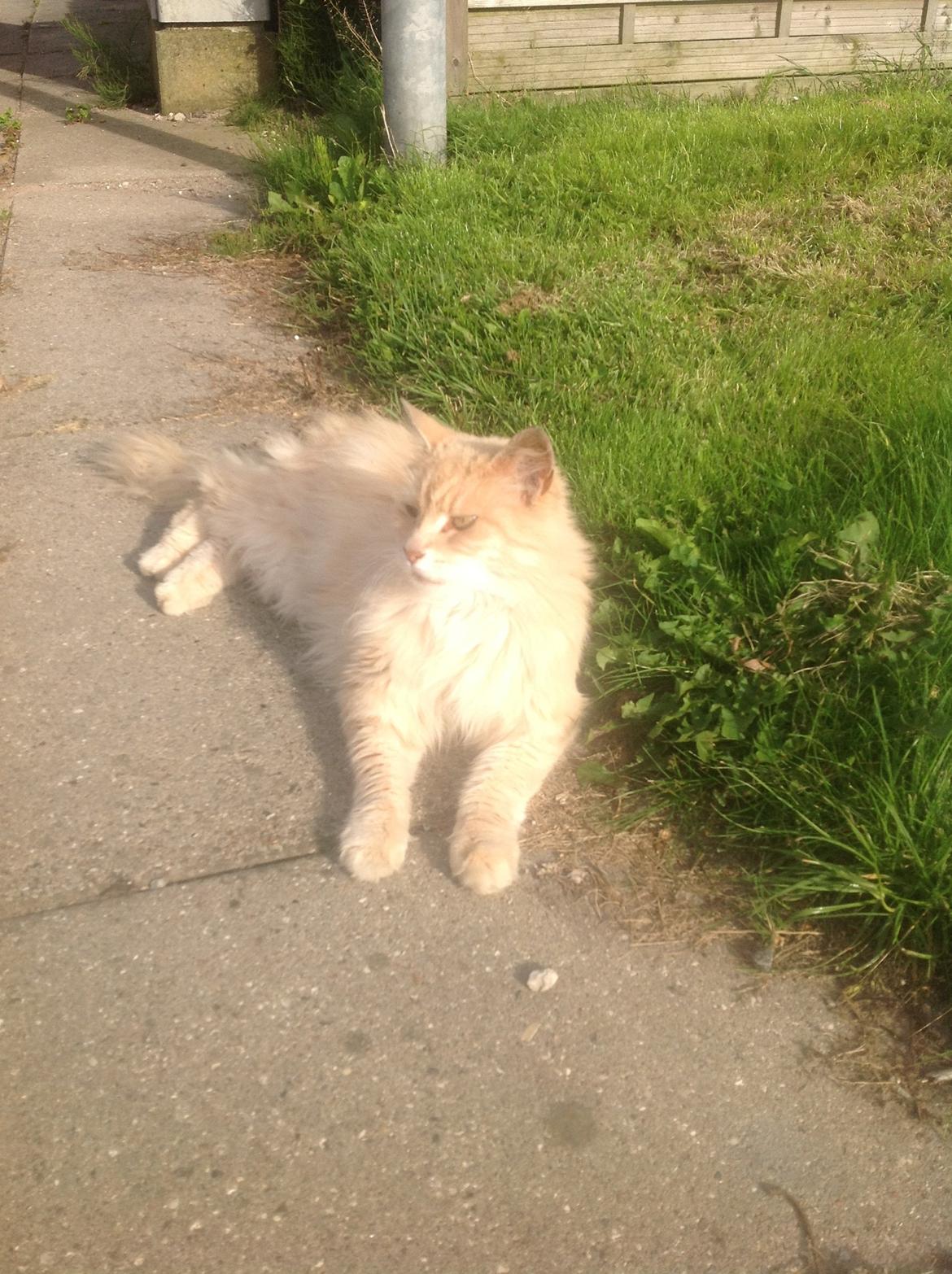 Maine Coon Amonti Lado billede 5