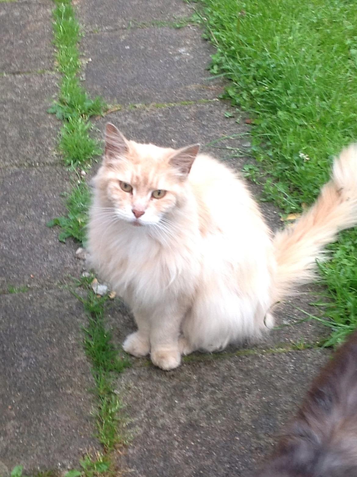 Maine Coon Amonti Lado billede 6