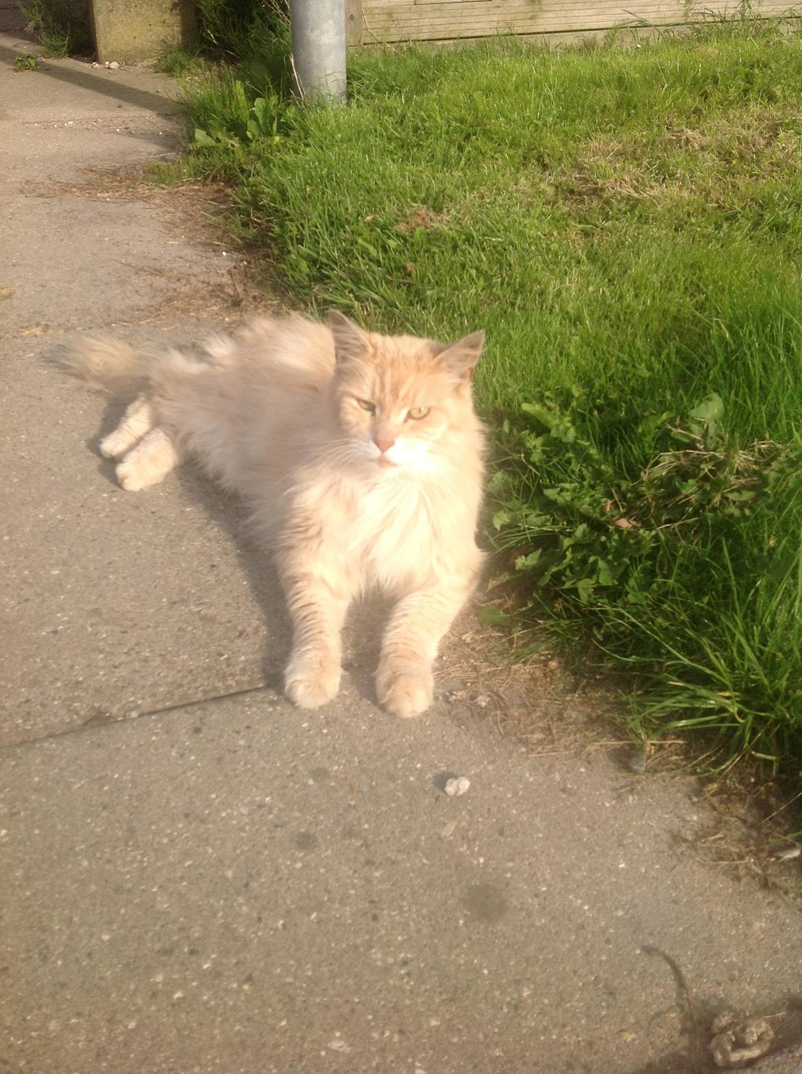 Maine Coon Amonti Lado billede 7