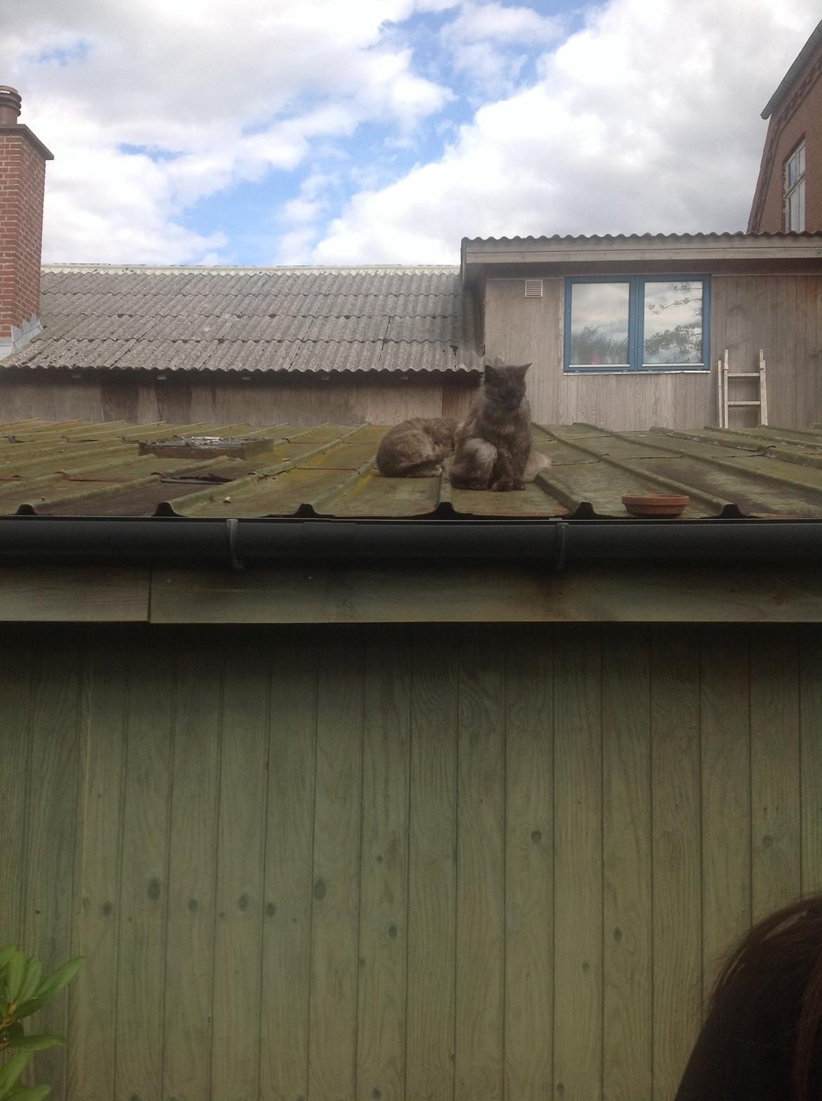 Blanding af racer Kuzco billede 1