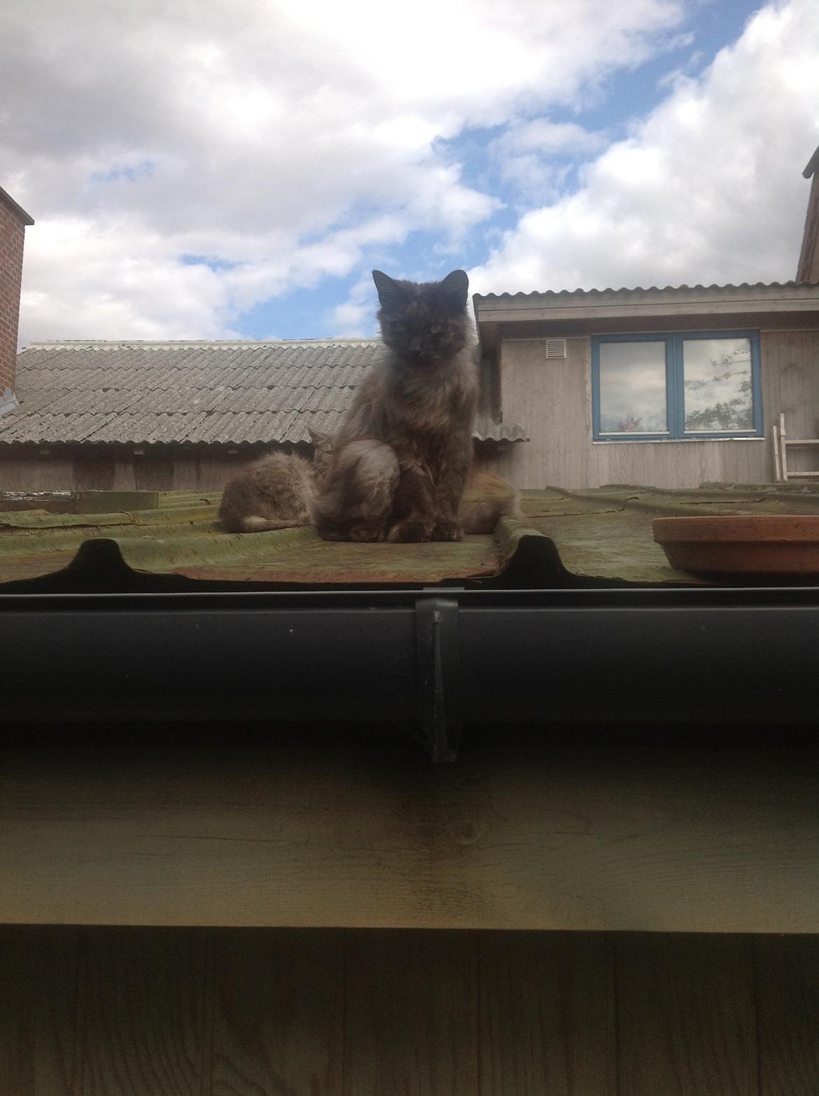 Blanding af racer Kuzco billede 2