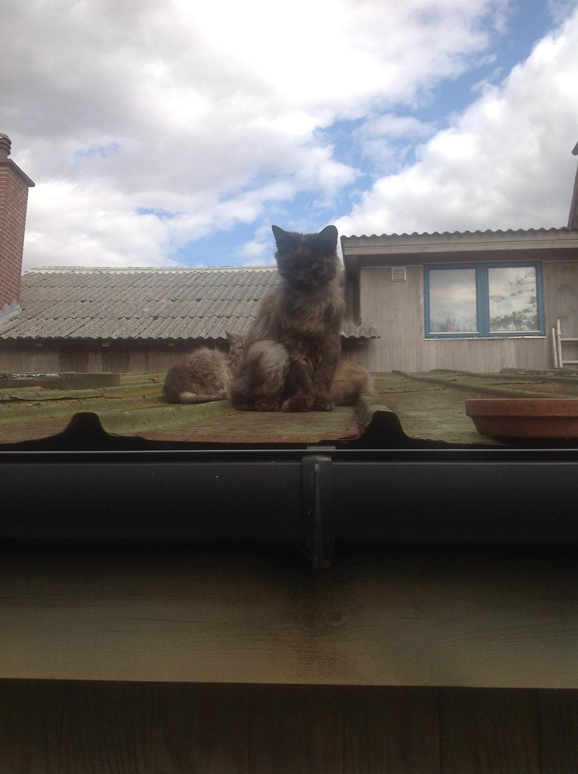 Blanding af racer Kuzco billede 3