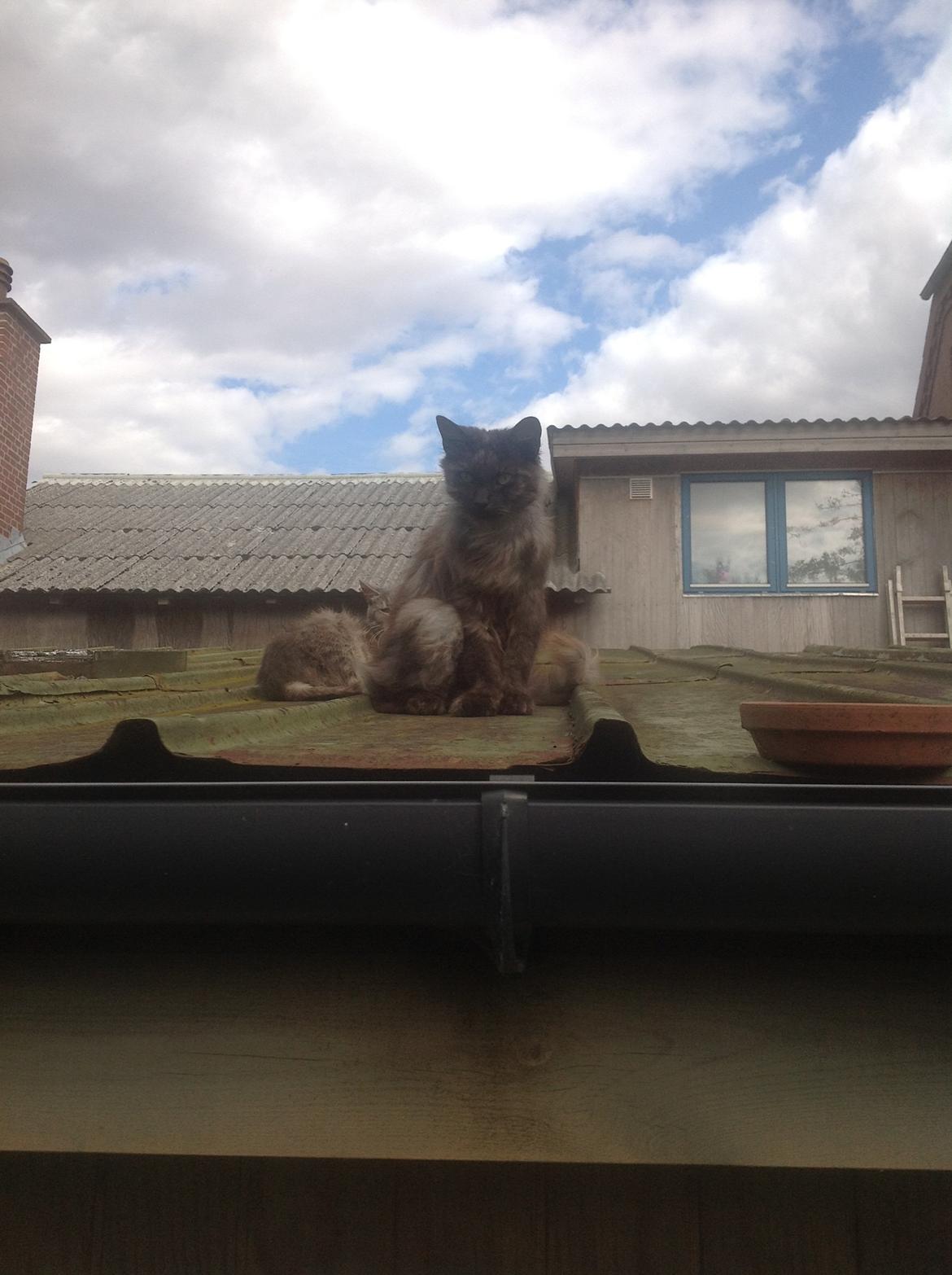 Blanding af racer Kuzco billede 4