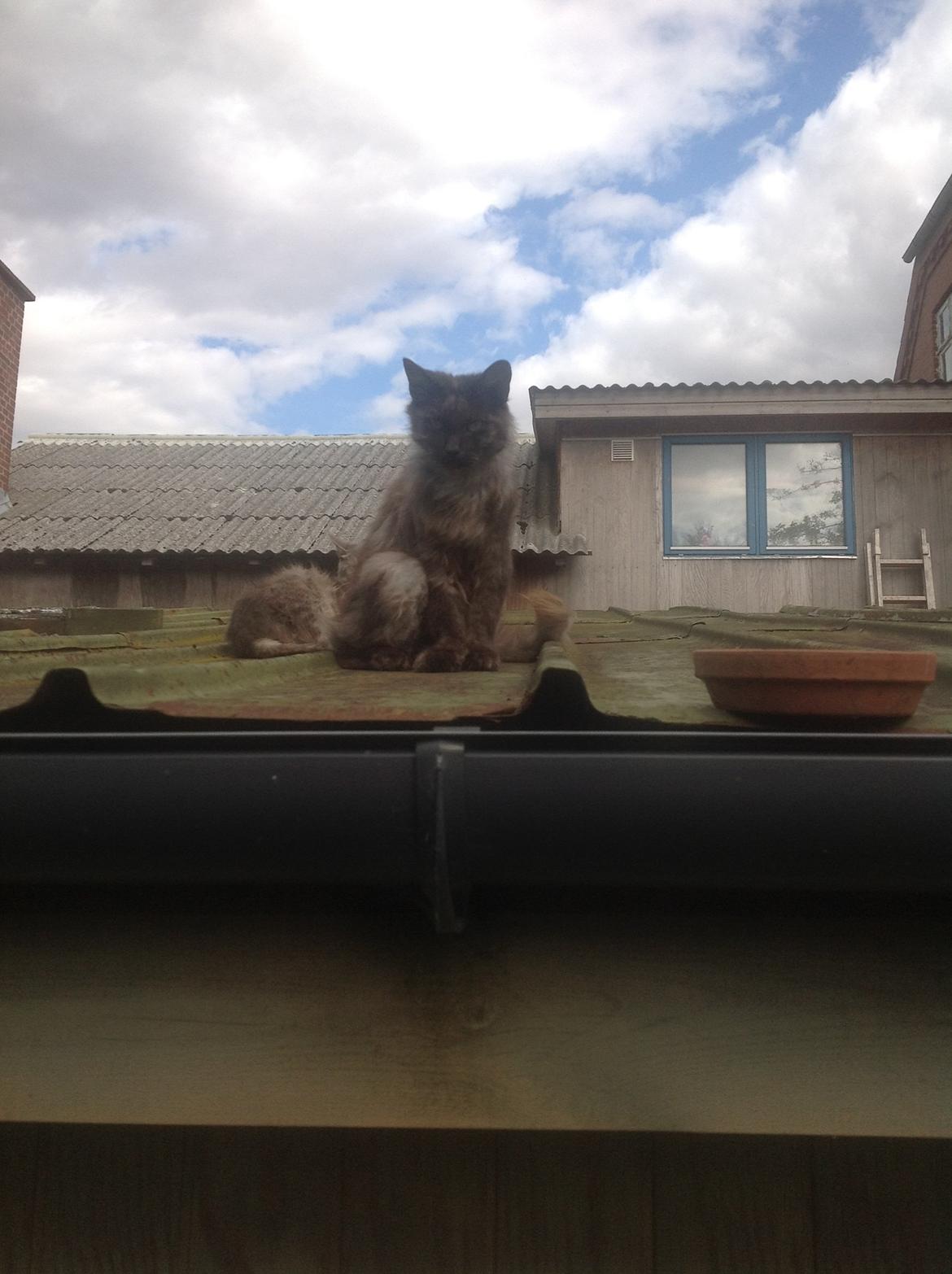 Blanding af racer Kuzco billede 5