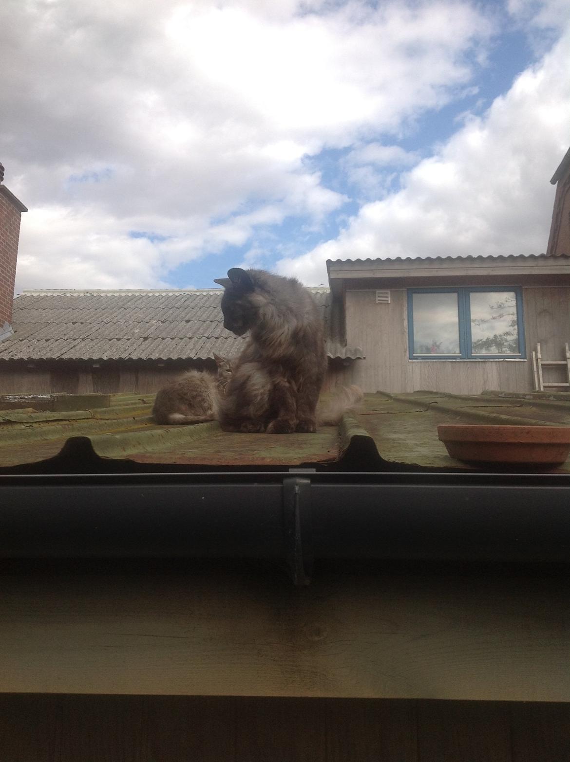 Blanding af racer Kuzco billede 6