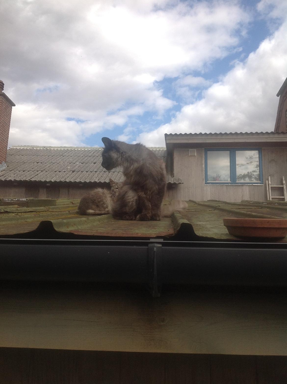 Blanding af racer Kuzco billede 7