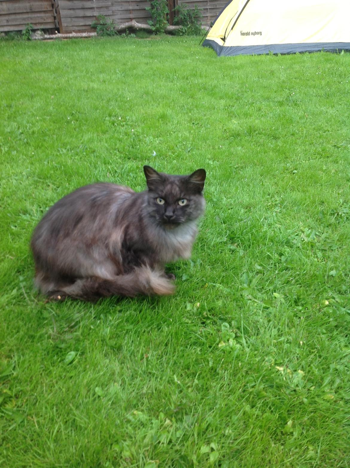 Blanding af racer Kuzco billede 8