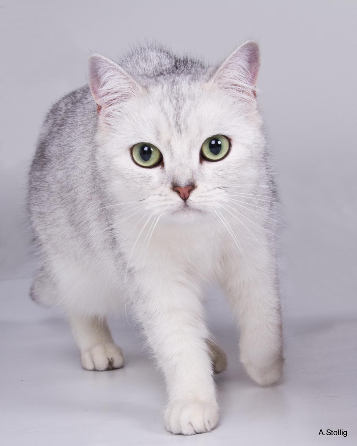 British Shorthair She is my kind of girl   "Midde" - Midde hos fotografen billede 8