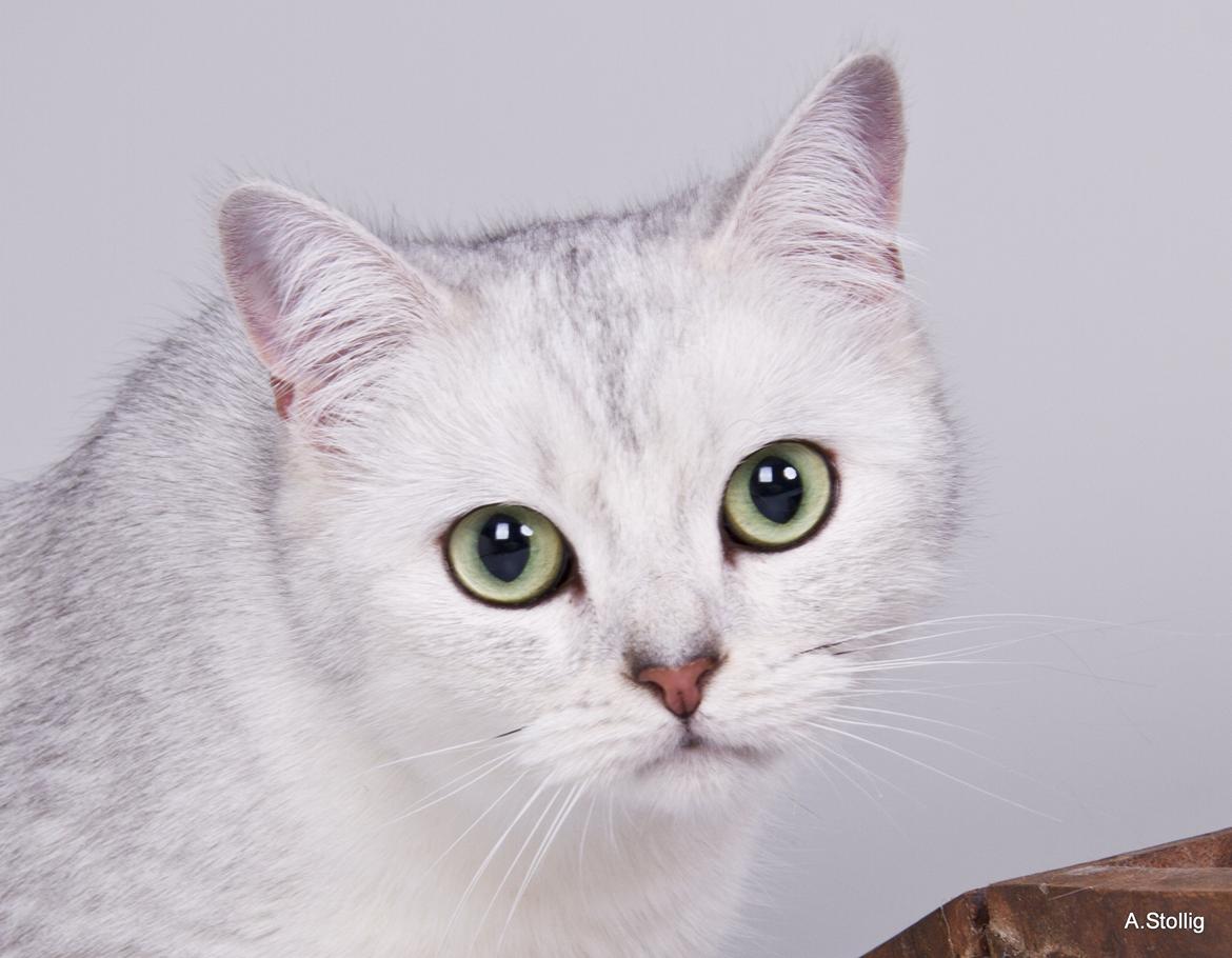 British Shorthair She is my kind of girl   "Midde" - Kan man have nogle flottere øjne? billede 9