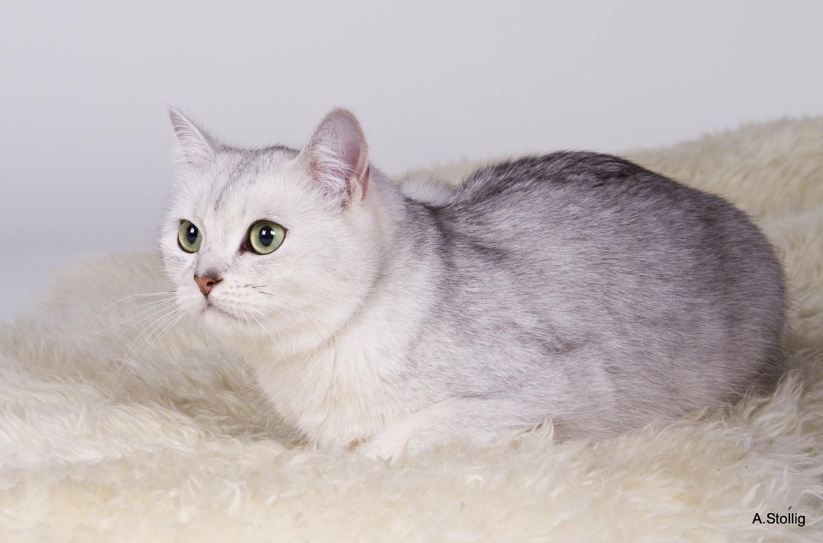 British Shorthair She is my kind of girl   "Midde" - Midde i hele hendes skønhed. billede 7