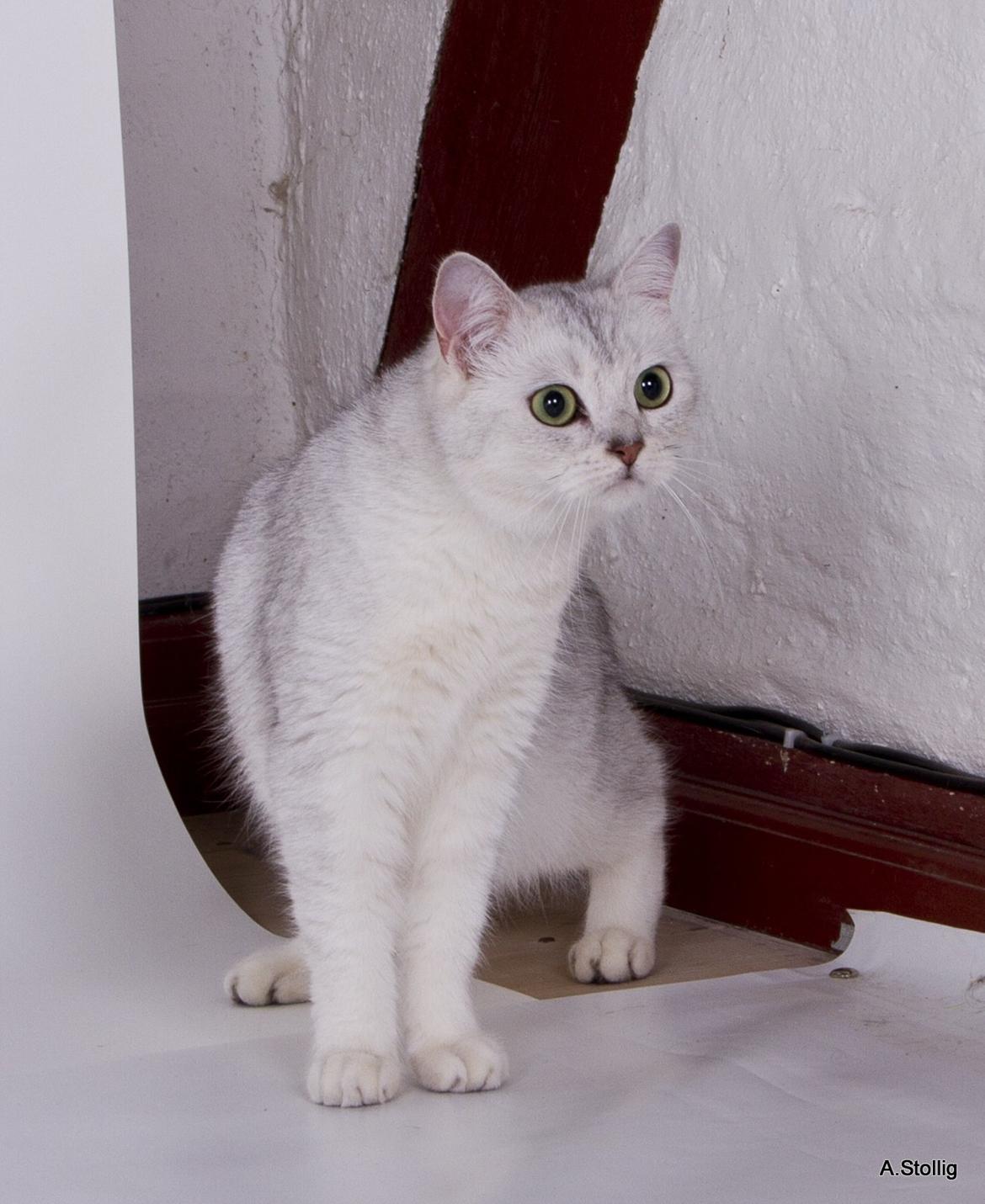 British Shorthair She is my kind of girl   "Midde" - Midde: "Hvor kan jeg gemme mig nu?" billede 10