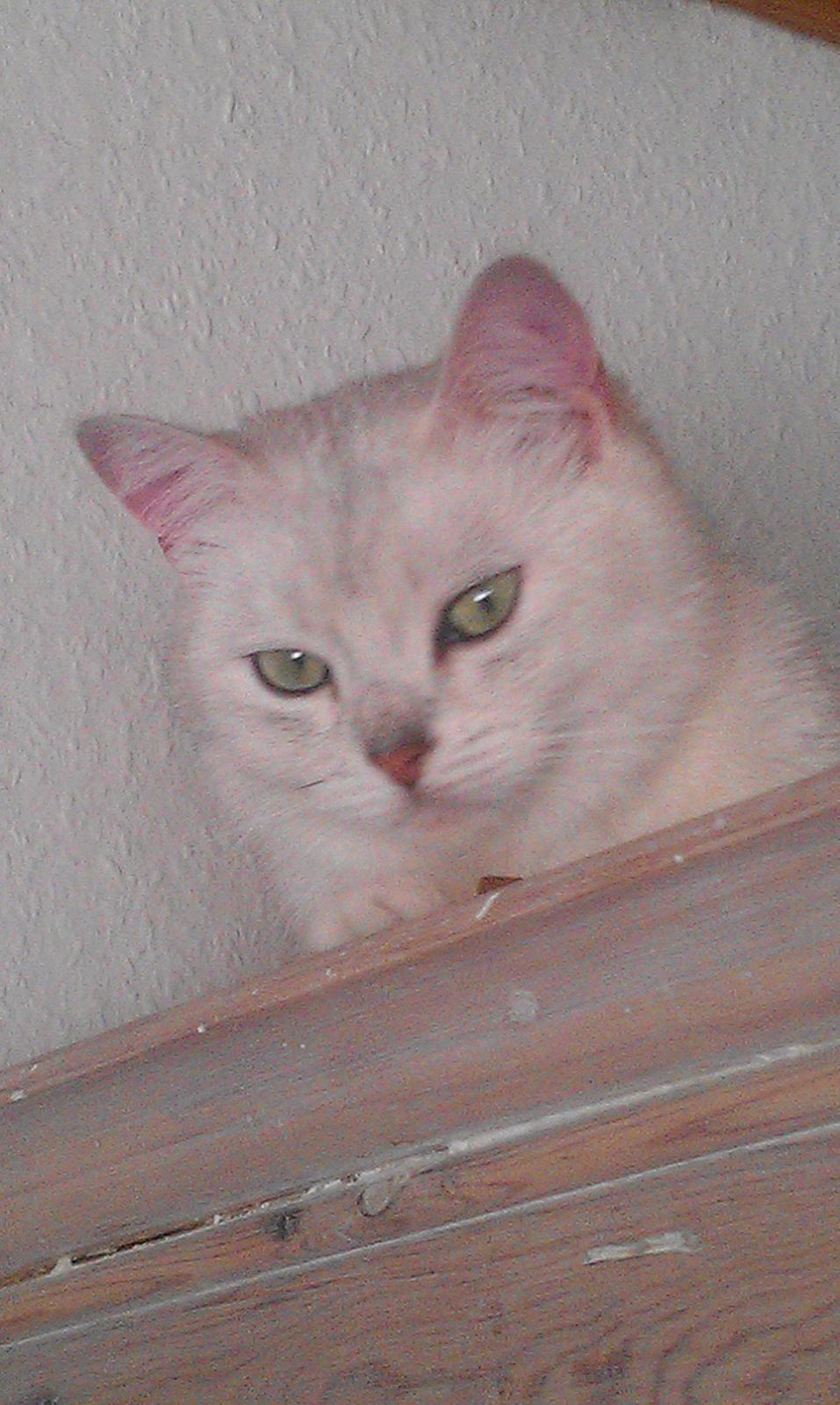 British Shorthair She is my kind of girl   "Midde" - "Så her har jeg udsyn til det hele..." billede 11