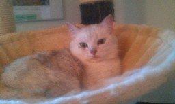 British Shorthair She is my kind of girl   "Midde" - Midde´s yndlingsplads billede 12