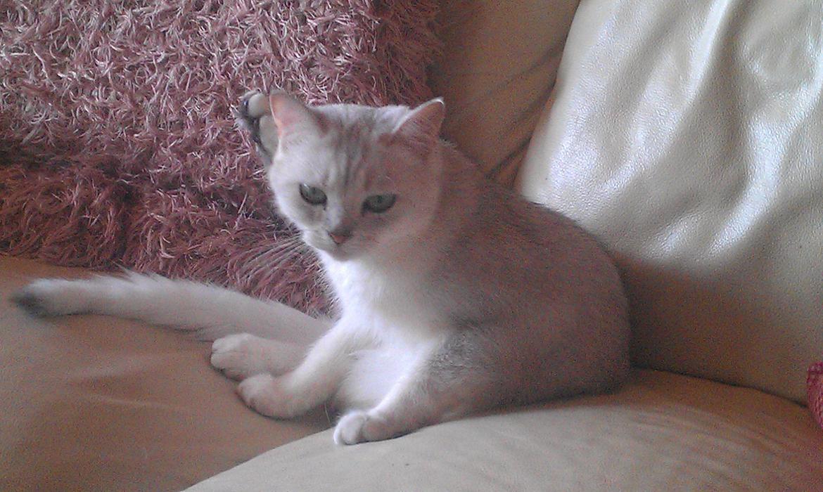 British Shorthair She is my kind of girl   "Midde" billede 14