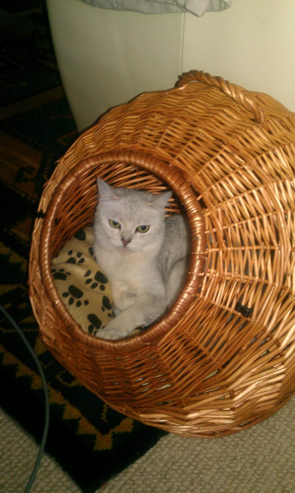 British Shorthair She is my kind of girl   "Midde" - Far har købt Midde en gemmehule, hvor drengene ikke kan komme ind. billede 15