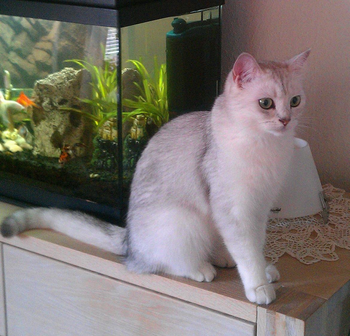 British Shorthair She is my kind of girl   "Midde" - "Nu er det mig der kigger..." billede 16