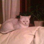 British Shorthair She is my kind of girl   "Midde" billede 19