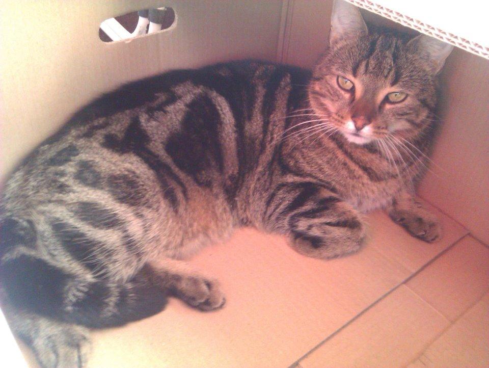 Huskat Tiger - Velkommen til Tiger. billede 1