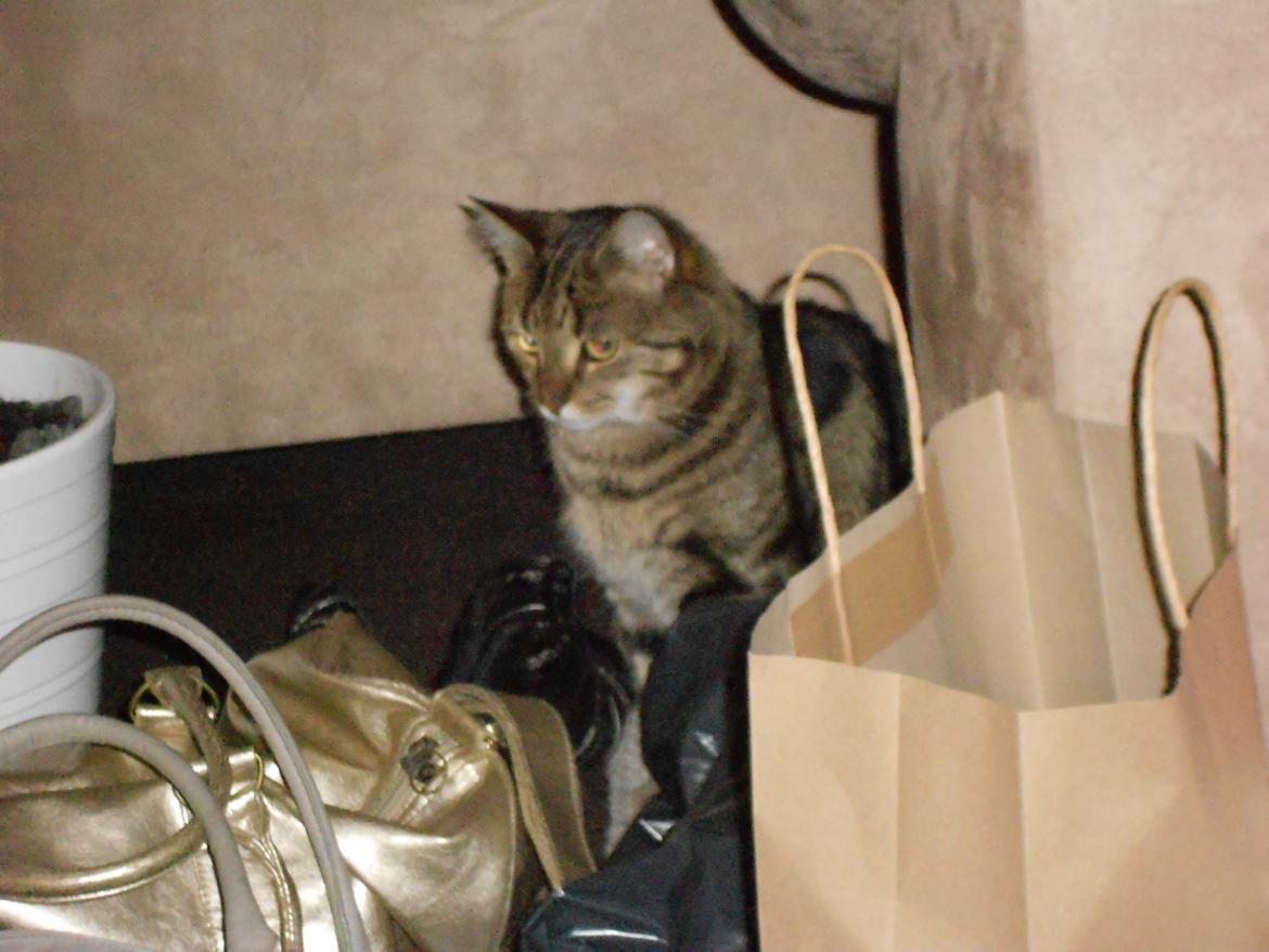 Huskat Tiger billede 8